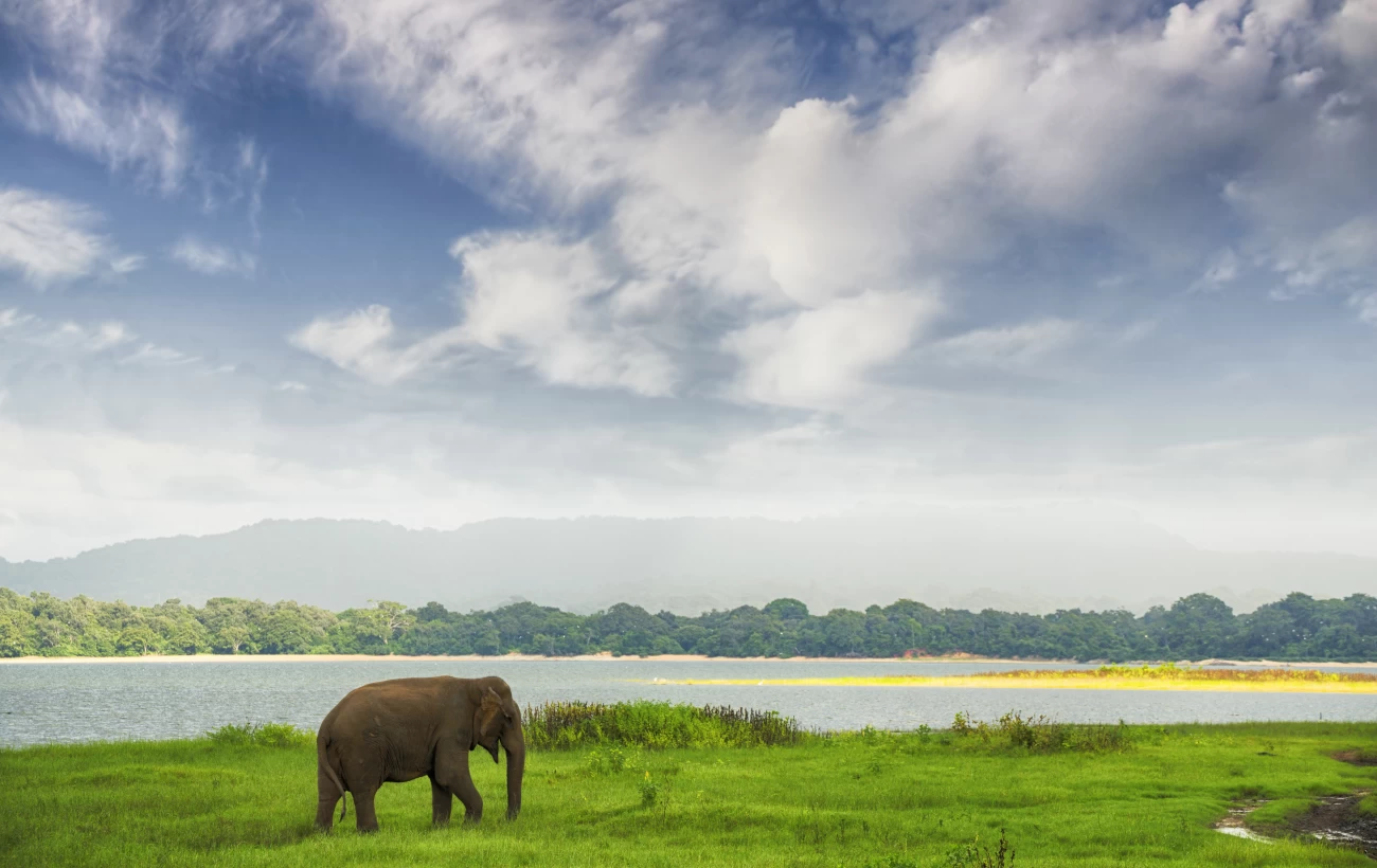 Adventure, Culture, And Nature: 10 Things to Do in Sri Lanka for Everyone