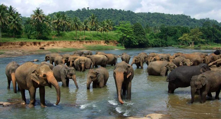 Best Tourist Attractions in Colombo for Families With Kids