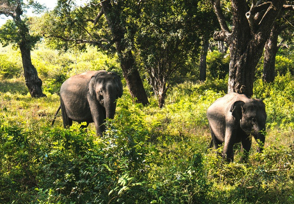 Why Sri Lanka Is the Ultimate Wildlife Safari Destination