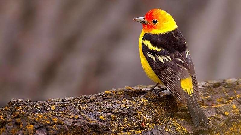 National Geographic Guide to Birding in North America — Expert Birding