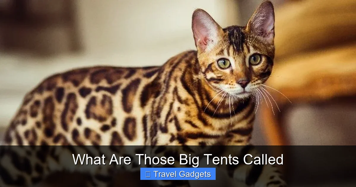 What Are Those Big Tents Called