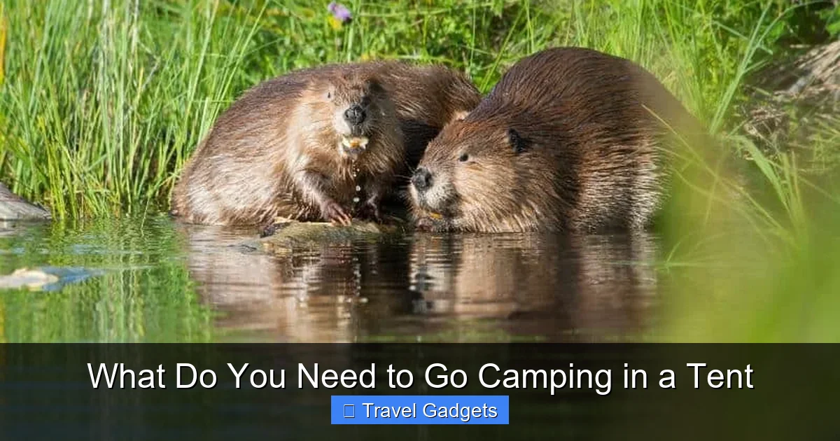 What Do You Need to Go Camping in a Tent